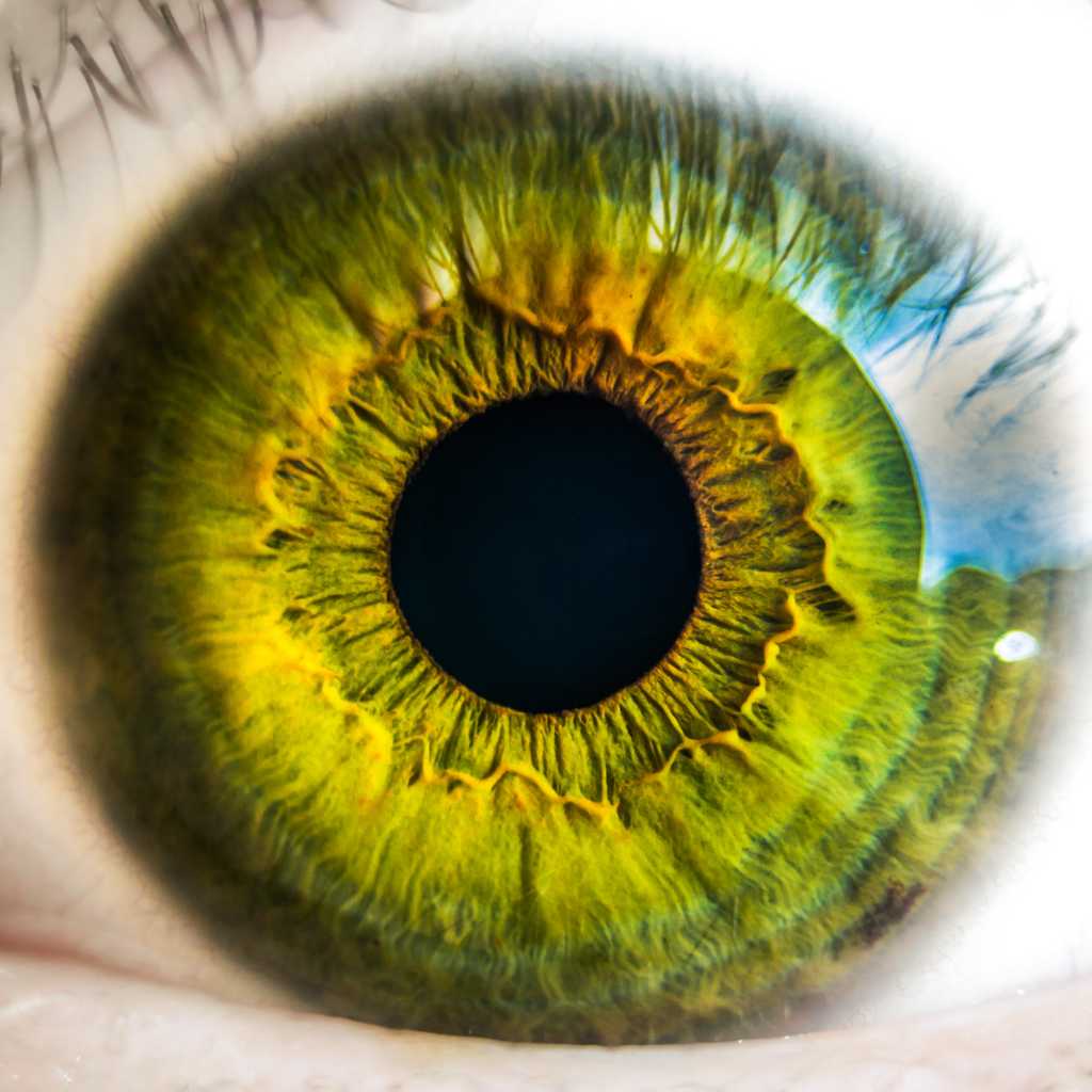 La couleur des yeux est fonction de la quantité de mélanine contenue dans l’iris. © stock.tookapic.com via pexels.com, DP