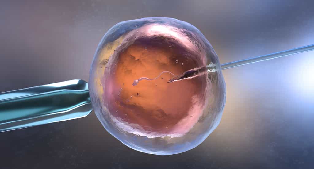La fécondation in vitro consiste à mettre en contact un spermatozoïde et un ovule de façon artificiel. © Tatiana Shepeleva, Adobe Stock