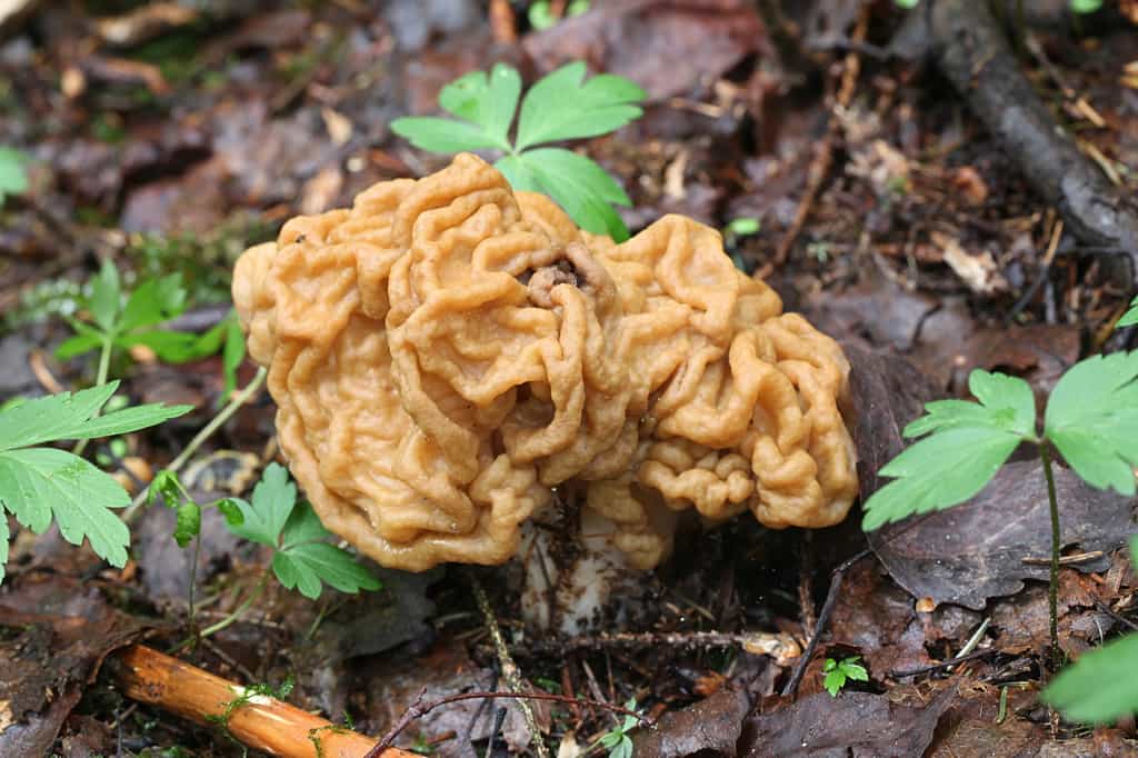 La fausse morille (Gyromitra gigas) est un champignon toxique et sa consommation régulière n'est pas recommandée, même cuite. © Henri Koskinen, Adobe Stock