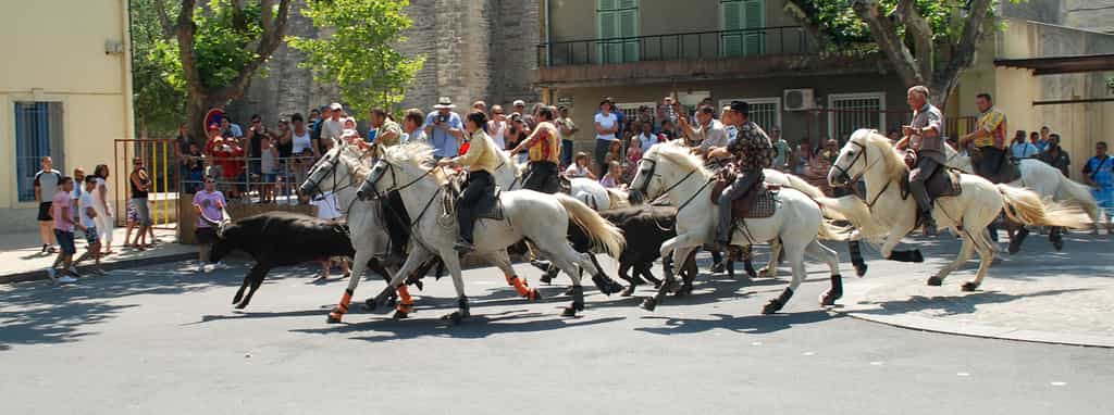 L'abrivado, traditionnel rituel d'une feria camarguaise, consiste à emmener le taureau de sa manade à l'arène. Ici, dans le village de Calvisson (Gard). © EmDee, Wikimedia Commons, CC by-sa 3.0