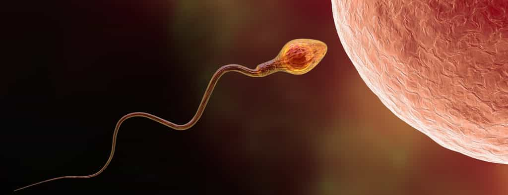 La qualité des spermatozoïdes connaît un déclin. © Dr_Microbe, Adobe Stock (image générée par IA)