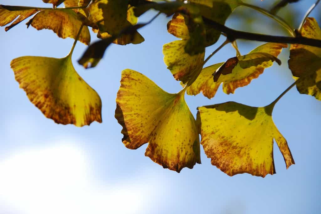 Les feuilles du Ginkgo biloba, dernier et seul représentant des ginkgophytes, se reconnaissent bien à leur forme caractéristique. © Miklabo, pixabay.com, DP