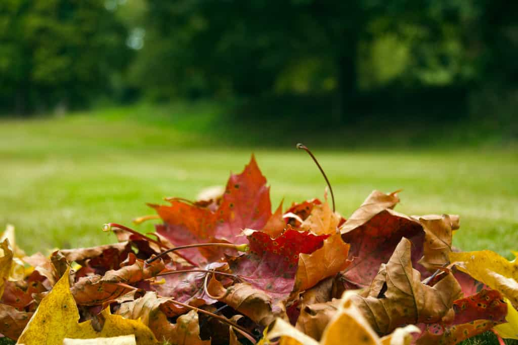 Selon la loi, vous devez ramasser les feuilles mortes qui tombent sur votre parcelle et parfois devant votre porte... © Tof Locoste, Adobe Stock