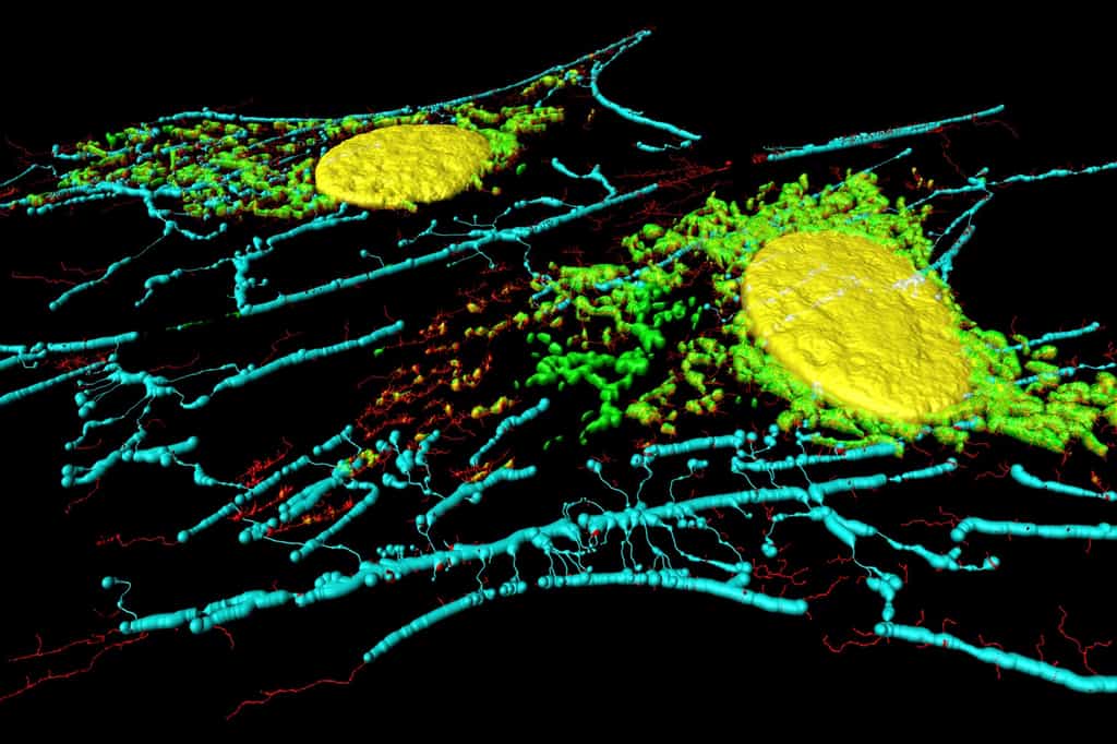 Les fibroblastes sont des cellules présentes dans la peau. © heitipaves, Fotolia