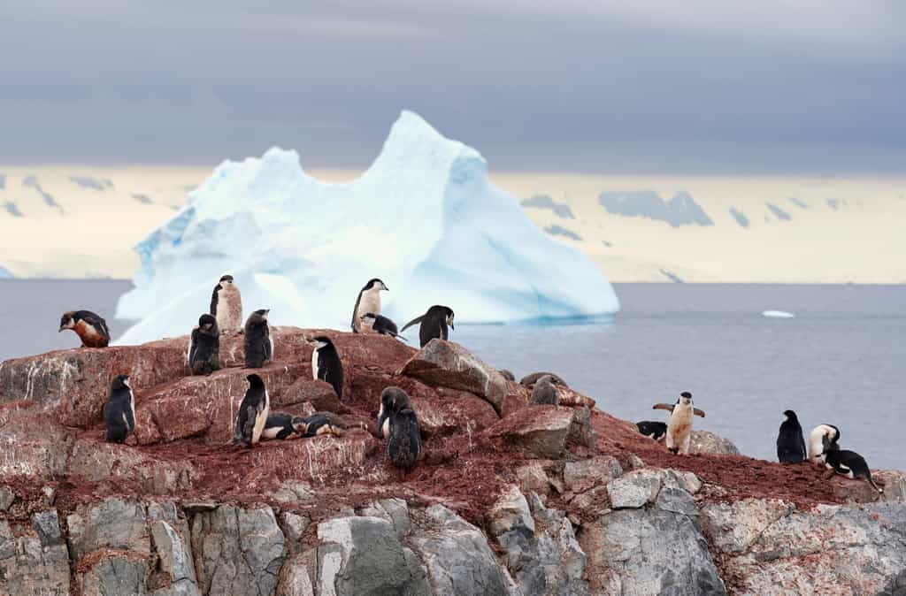 Des cartes inédites du couvert végétal de l’Antarctique dévoilent un inquiétant recul des glaces, menaçant le climat mondial. © hrathke, Adobe Stock