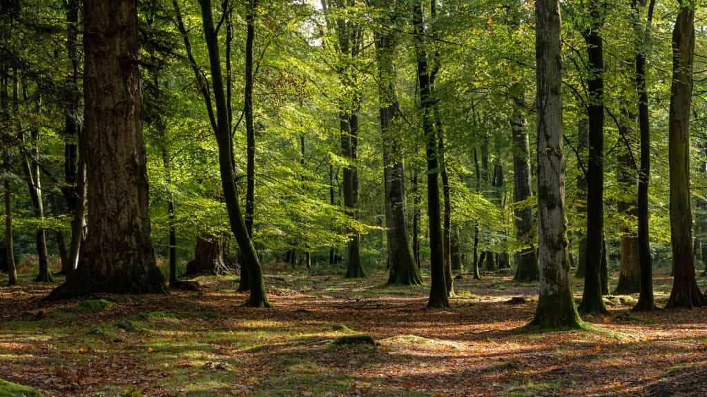 Une plateforme librement accessible permet de suivre les variations de la capacité des forêts à réduire le carbone présent dans l'atmosphère. © DRPL, Adobe Stock