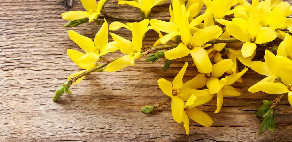 Le forsythia est un arbuste qui se bouture facilement. © agneskantaruk, Adobe Stock