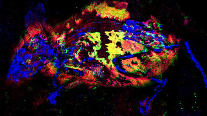 Un fossile de souris âgé de trois millions d'années vu par fluorescence des rayons X. Les zones apparaissant en jaune sont riches en zinc et et en soufre, des métaux trahissant la présence ancienne du pigment rouge appelé phéomélanine. © Phillip L. Manning et al., Nature Communications, 2019