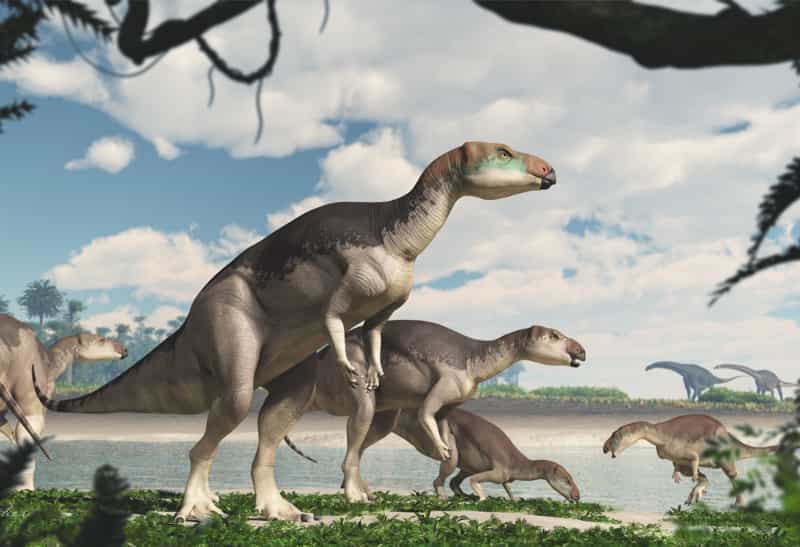 Vue d'artiste du dinosaure iguanodonte Fostoria dhimbangunma qui vivait en Australie il y a 100 millions d'années, au milieu du Crétacé. © James Kuether