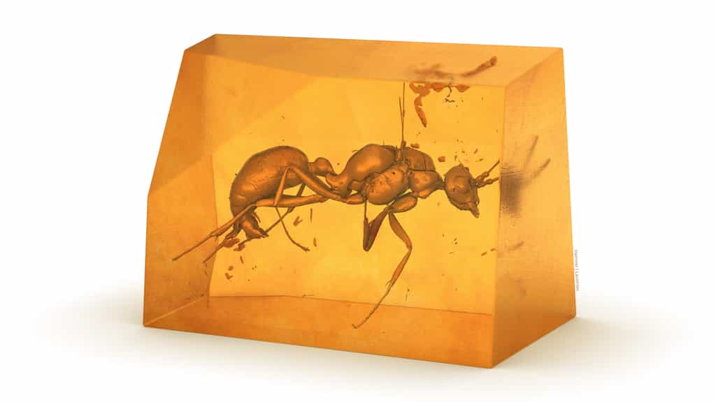 Une vue en 3D de l'espèce éteinte de fourmi découverte par les chercheurs. © Hammel, Lauströer