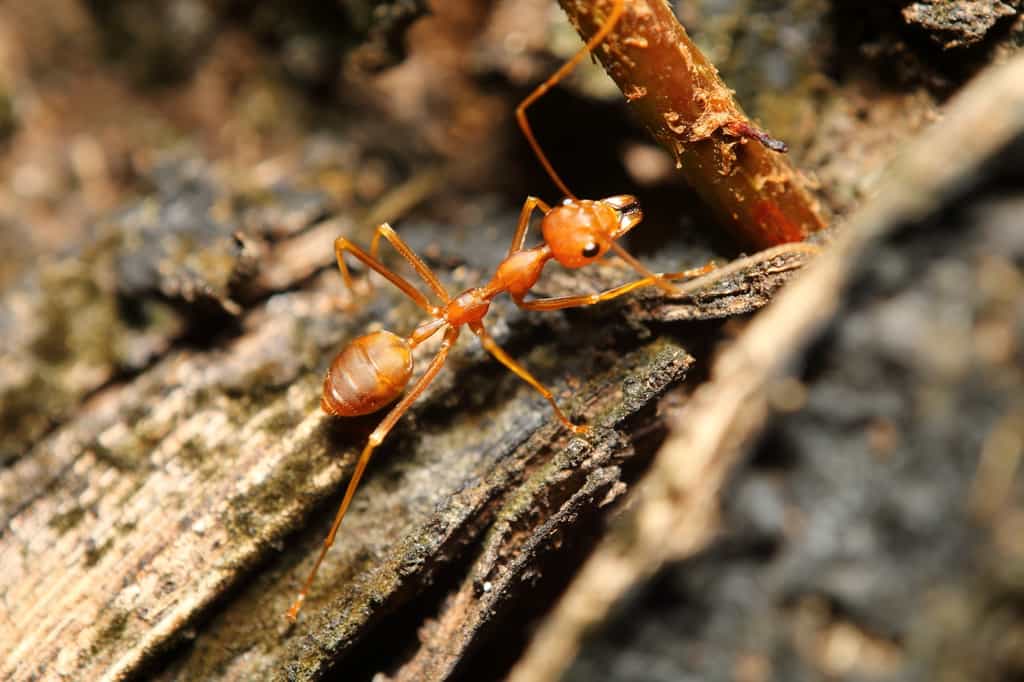 La fourmi de feu Solenopsis invicta produit un venin contenant de la solénopsine. Cette dernière est-elle un remède contre le psoriasis ? © sarawuth123, Fotolia