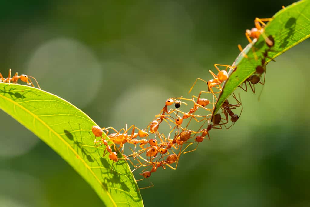 Les fourmis rouges Oecophylla smaragdina sont capables de coopérer en équipe pour former un pont entre deux feuilles trop éloignées. © frank29052515, Adobe Stock 