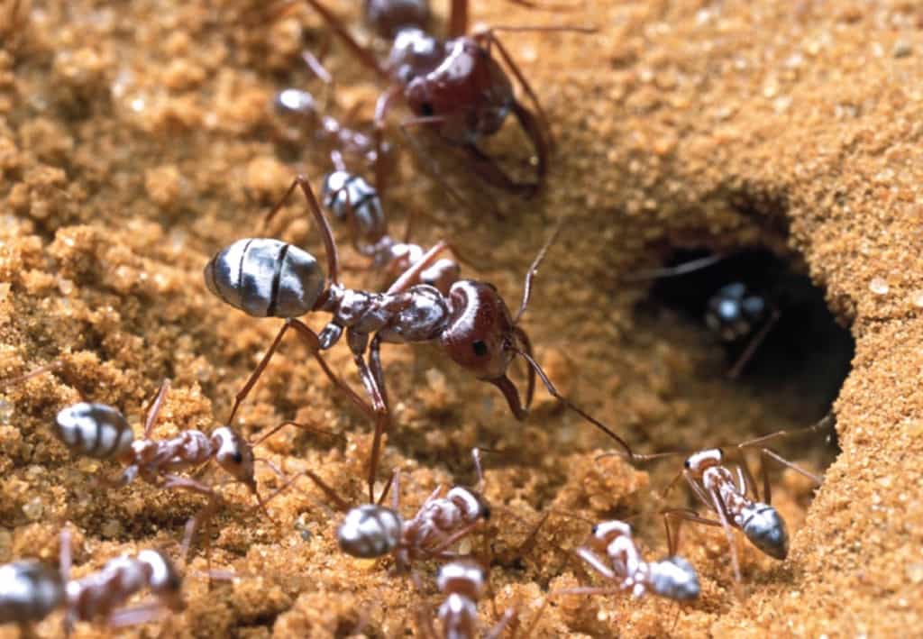 La fourmi argentée du Sahara possède des poils aux propriétés optiques étonnantes. Pour mieux les étudier, les chercheurs les ont rasées avec un scalpel bien aiguisé… © P. Landmann