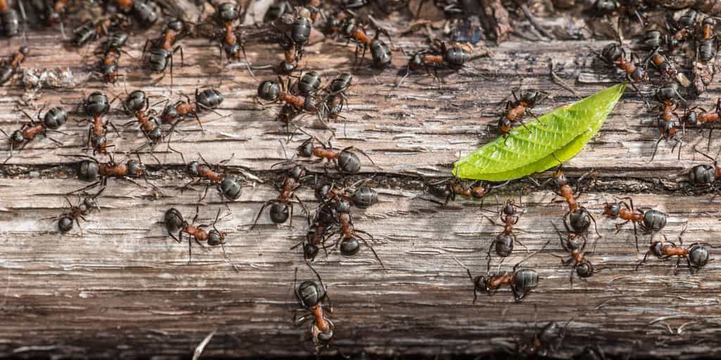 Il existe 2,5 millions fois plus de fourmis que d'humains sur Terre ! © benbro, Adobe Stock