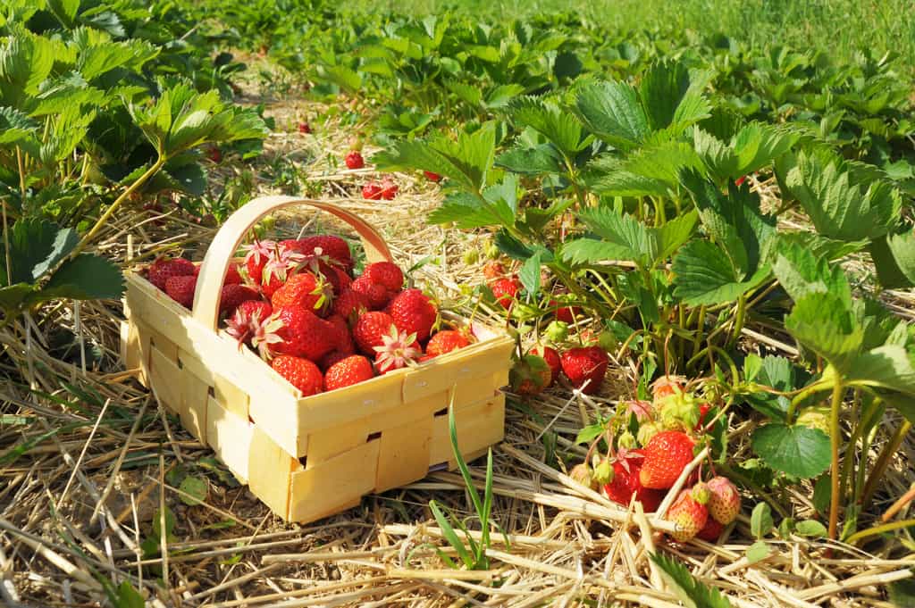 Pour une magnifique récolte de fraises, panachez les variétés de fraisiers remontants et non remontants. © Ewald Fröch, Adobe Stock