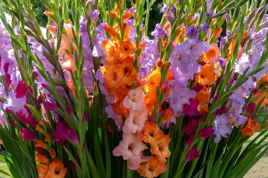 Magnifique choix de couleurs de fleurs de glaïeul. © Anna Reinert, Adobe Stock