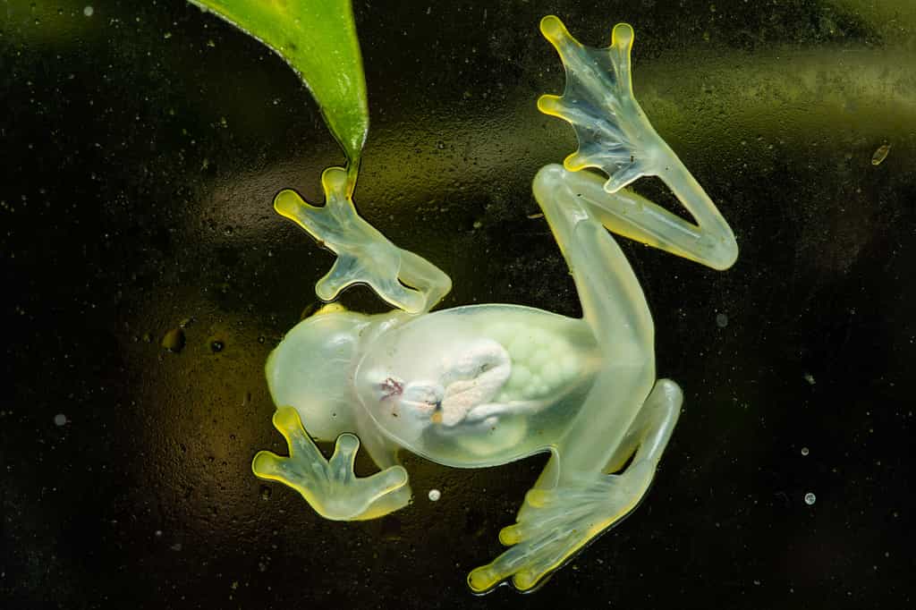 Une grenouille de verre (Hyalinobatrachium valerioi) vue par en dessous, ses organes et ses œufs sont visibles à travers sa peau translucide. © Thorsten Spoerlein, Adobe Stock