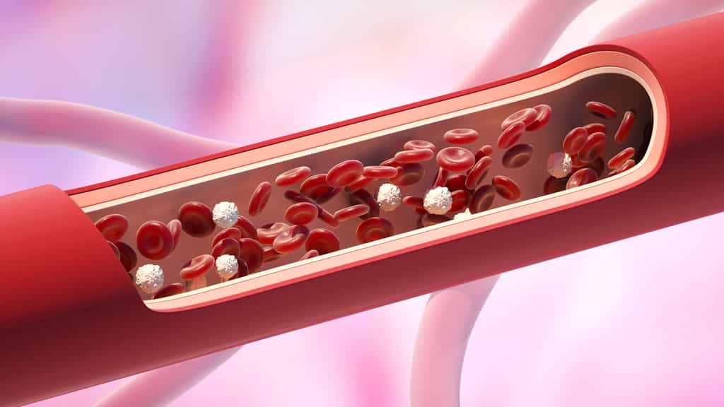 Une image de synthèse montre des globules blancs dans un vaisseau sanguin. ©iLexx, Envato elements