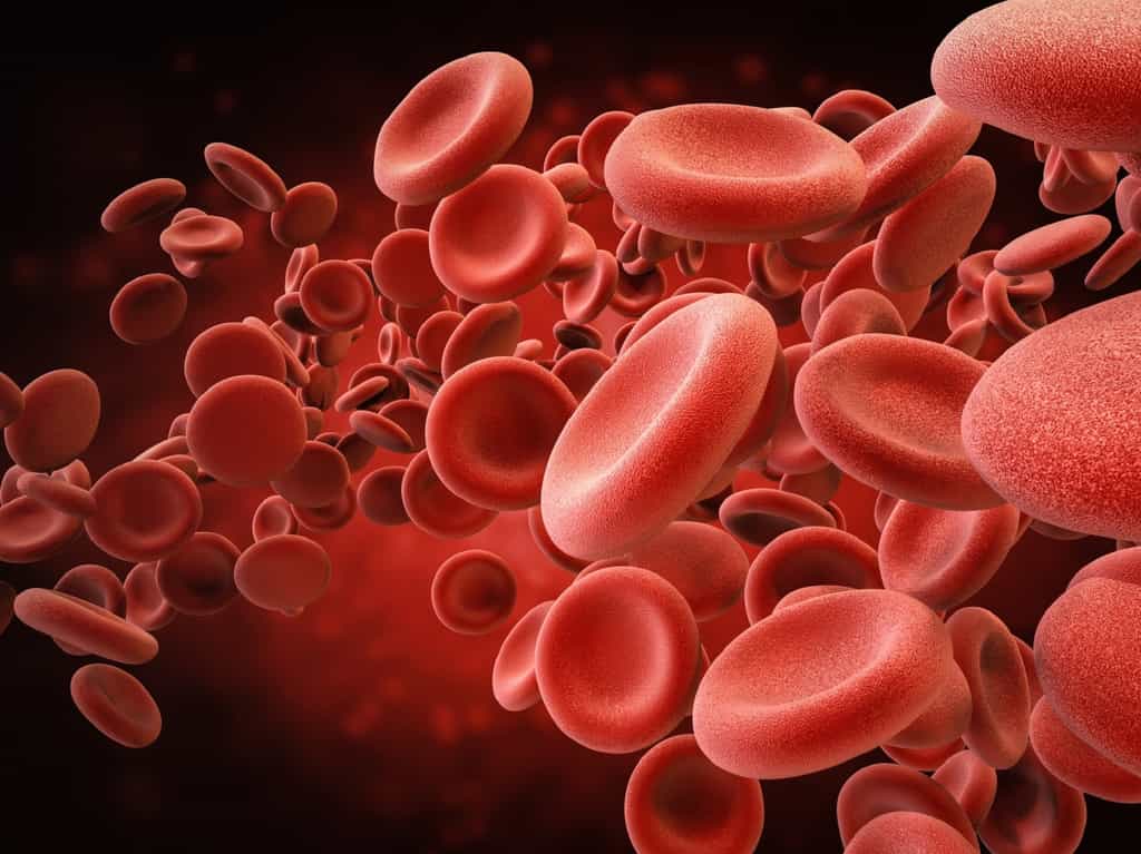 La bêta-thalassémie affecte la fonction et la survie des globules rouges. © phonlamaiphoto