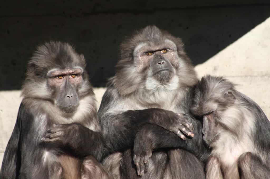 Photo de macaques de Tonkean. © Patrick Straub