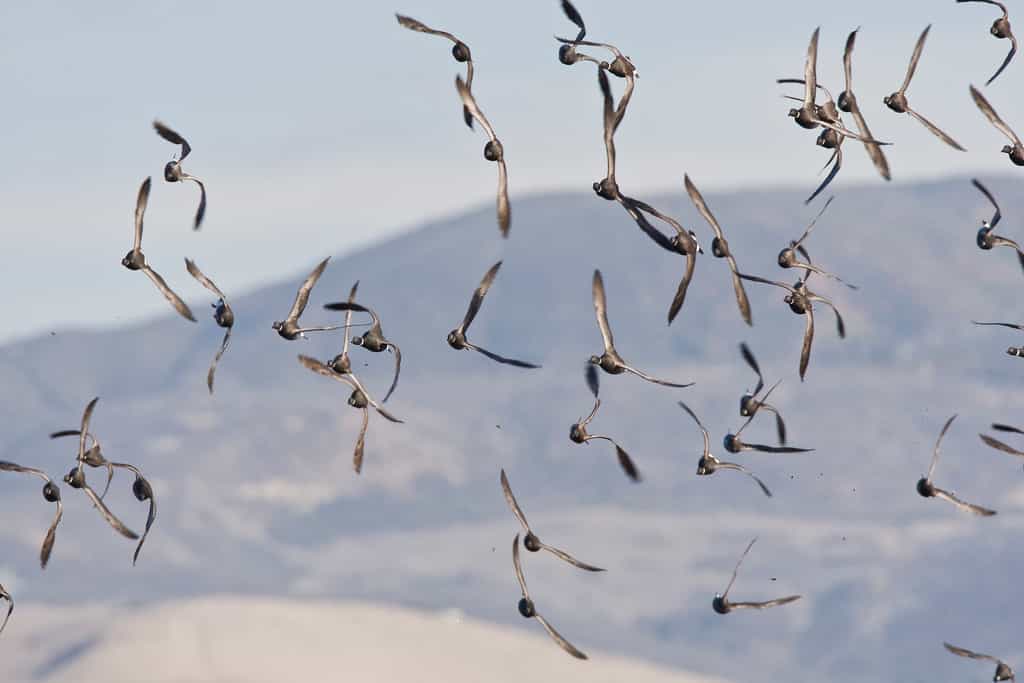 Vol de bernaches cravant à Morro Bay, en Californie. Sur les sites d'hivernage, elles s'associent fréquemment aux canards siffleurs. © Mike Baird, Flickr, cc by 2.0