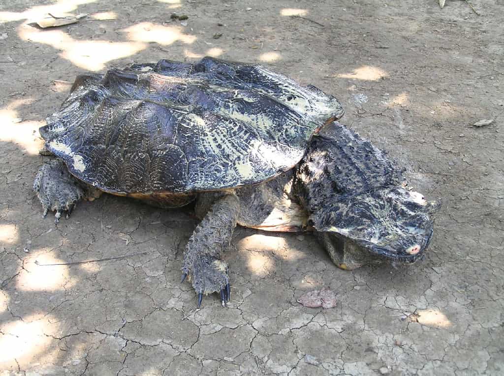 La tortue matamata est l'unique représentante du genre Chelus. © Pierre Pouliquin, Flickr, cc by nc 2.0
