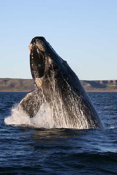 Photo d'une baleine grise. © Michaël Catanzariti, GNU FDL Version 1.2