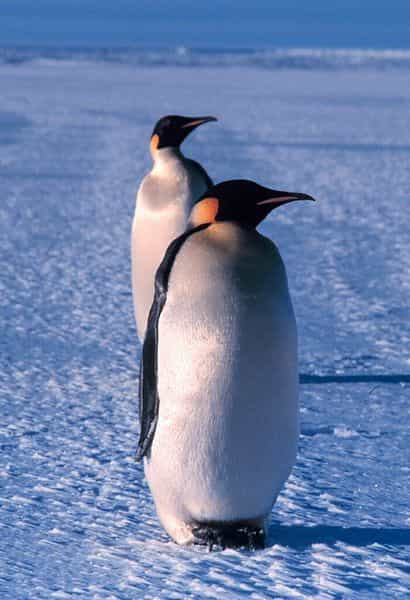 Photo d'un manchot empereur. © Michael van Woert, NOAA, domaine public