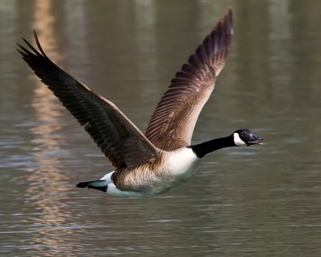 Bien qu’elle sache très bien voler, la bernache du Canada se voit plus fréquemment au sol que sur l'eau. © gr8dnes, Flickr, cc by nd 2.0