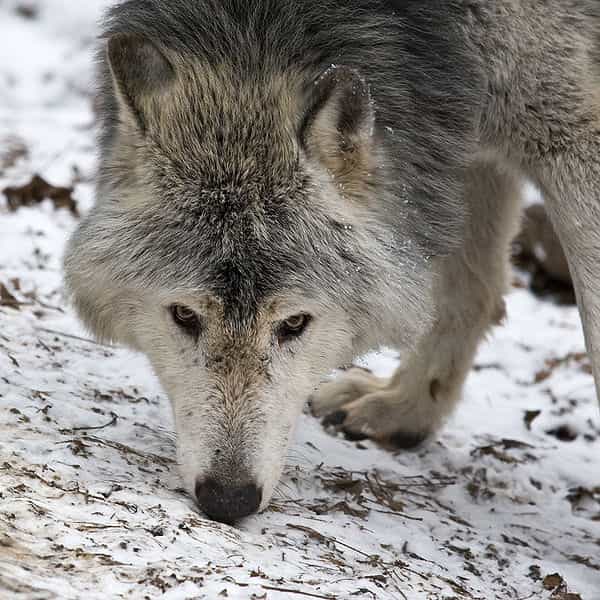 Photo d'un loup de l'Est © Christian Mehlführer - CCA 2.5 Generic License 