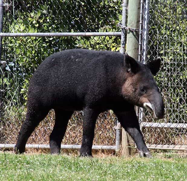 On remarquera l'aspect laineux de la toison du tapir de montagne. © Just chaos, Wikipédia, cc by 2.0