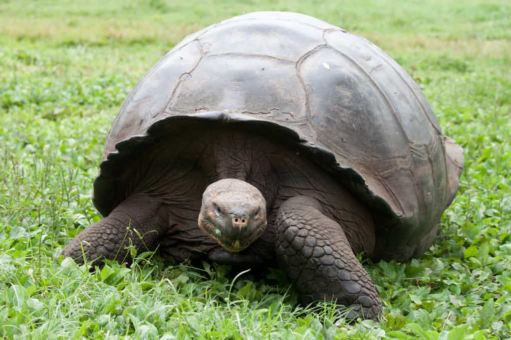 Jadis, les tortues géantes des Galápagos servaient de garde-manger ambulants aux marins au long cours. © Flickr, Joanne Goldby, cc by sa 2.0