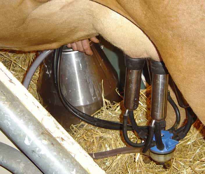 La machine à traire permet d'extraire le lait des pis d'une vache de manière automatique. © David Monniaux, CC BY-SA 2.0, Wikimédia Commons