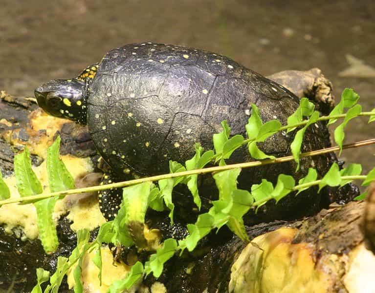 La sauvegarde de la tortue ponctuée implique la conservation des zones marécageuses où l’on peut la trouver. © Dave Pape, DP