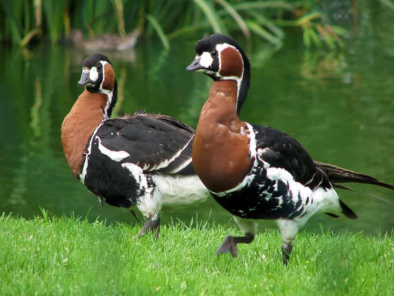 Bernaches à cou roux au zoo de Chester. © Tyler Brenot, Wikipédia, cc by sa 3.0