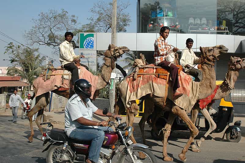 Dromadaire dans les rues de Bangalore, en Inde. © Harrieta 171, Wikipédia, GNU 1.2