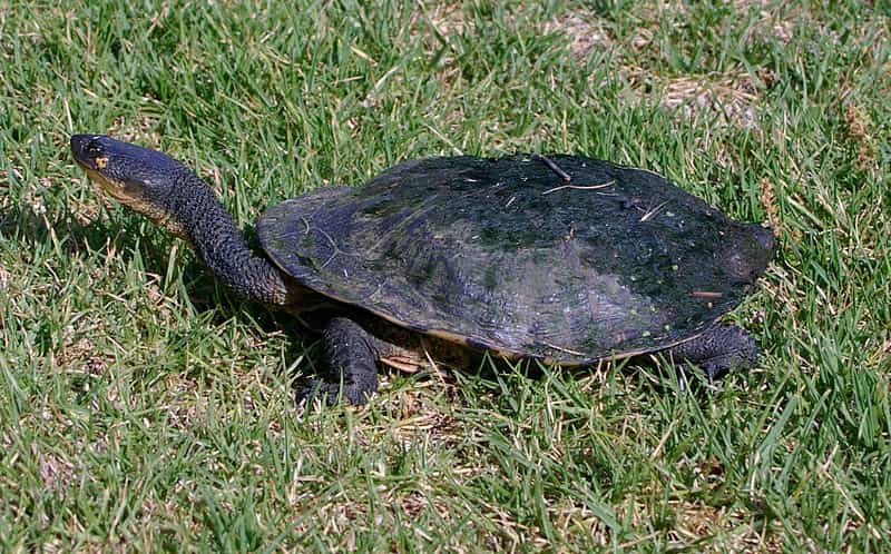 La tortue à long cou ne peut pas rétracter sa tête sous la carapace en cas de danger. Elle replie son cou sous la dossière pour se protéger. © Bidgee, Wikipédia, cc by 3.0