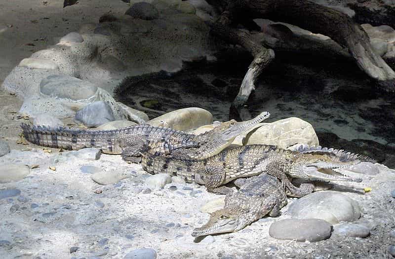 Photo d'un crocodile de Johnston. © Qwertzy2, GNU Free Documentation License, Version 1.2

