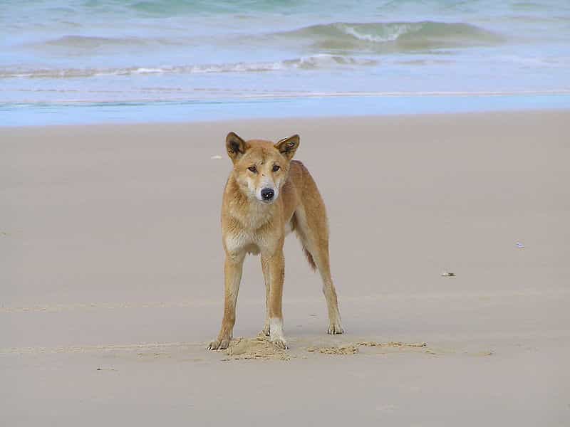 Photo d'un dingo © ogwen - CCA 2.0 Generic license  