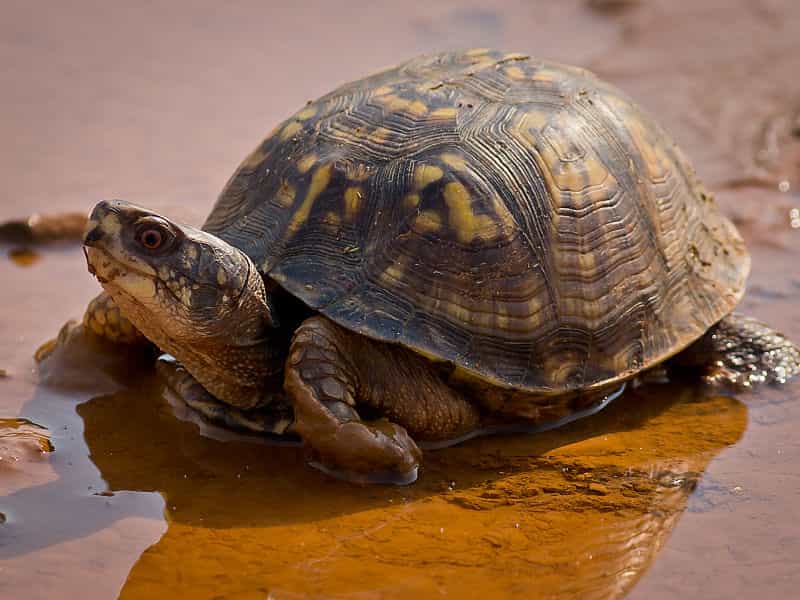 La tortue tabatière (une tortue des bois), est une espèce&nbsp;nordique que l'on trouve généralement sur les rives des cours d'eau, les prairies herbeuses et les forêts de plaine inondables.&nbsp;© Ken Thomas, DP