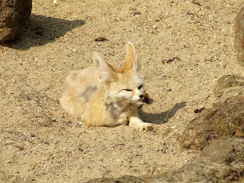 Le fennec ou renard des sables vit dans le désert du Sahara. C'est le plus petit canidé existant. Il se nourrit principalement la nuit pour éviter la chaleur régnant la journée. © Wikipédia, Tim Parkinson, CC BY 2.0