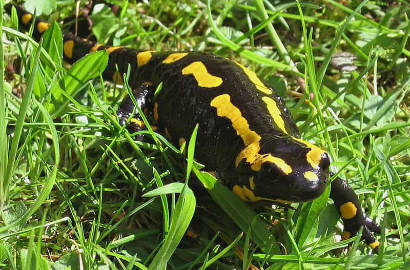 Photo d'une salamandre terrestre. © Michael Linnenbach - GNU Free Documentation License, Version 1.2