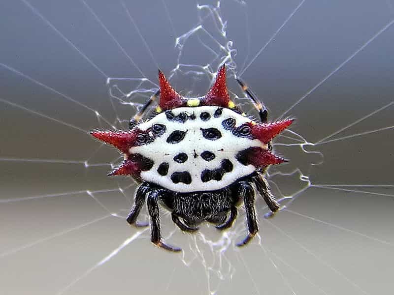 Les araignées adoptent parfois des formes et des coloris étranges. Ici, Gasteracantha cancriformis. © Mkullen, Wikipédia, DP