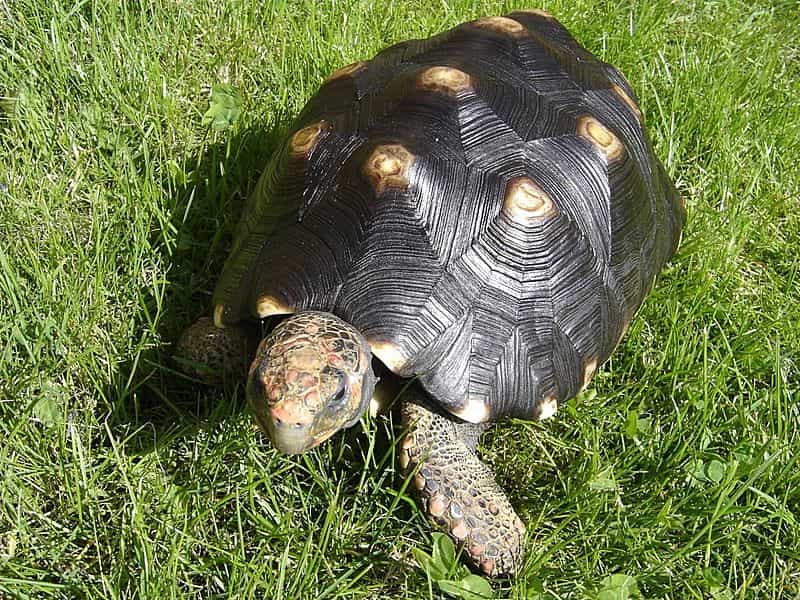 En langue tupi-guarani, la tortue charbonnière à pattes rouges est appelée jabuti piranga. © E. Schüler, Wikipedia, GNU 1.2
