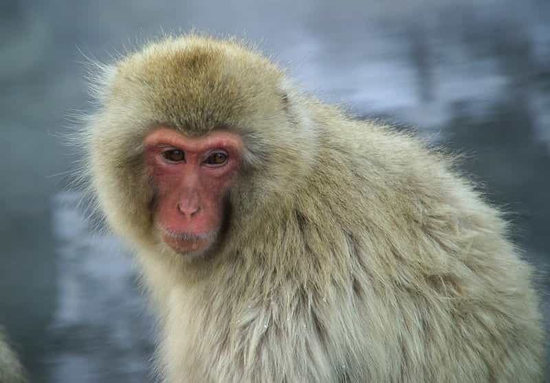 Photo d'un macaque japonais. © Fg2, domaine public