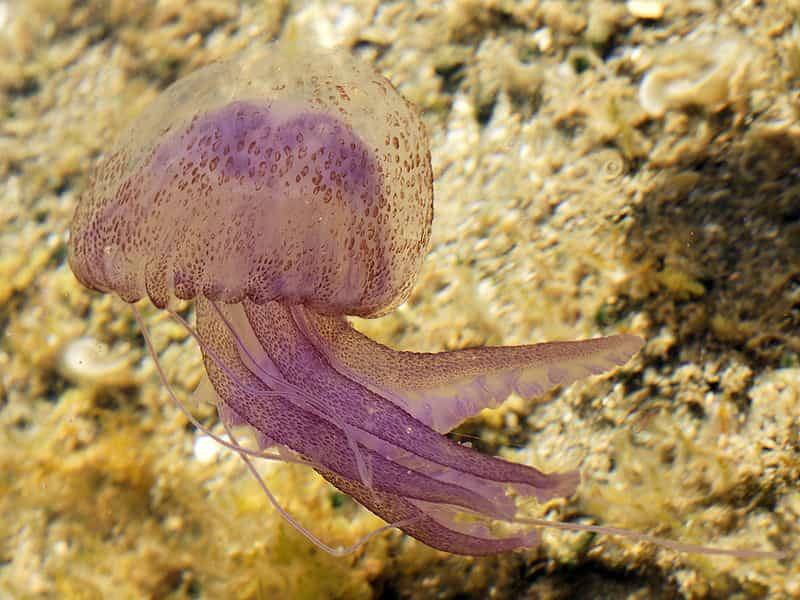 Photo d'une méduse urticante (Pelagia noctiluca). © Hans Hillewaert, CC paternité 3.0 Unported 