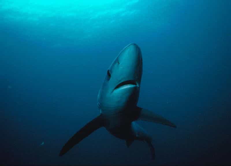Photo d'un requin bleu. © Greg Skomal, National oceanic and Atmospheric Administration, domaine public