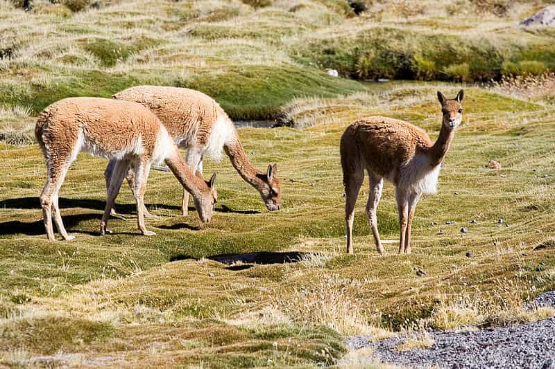 Groupe de vigognes à proximité du lac Chungará, au Chili.&nbsp;© Luca Galuzzi, Wikipedia, cc by sa 2.5