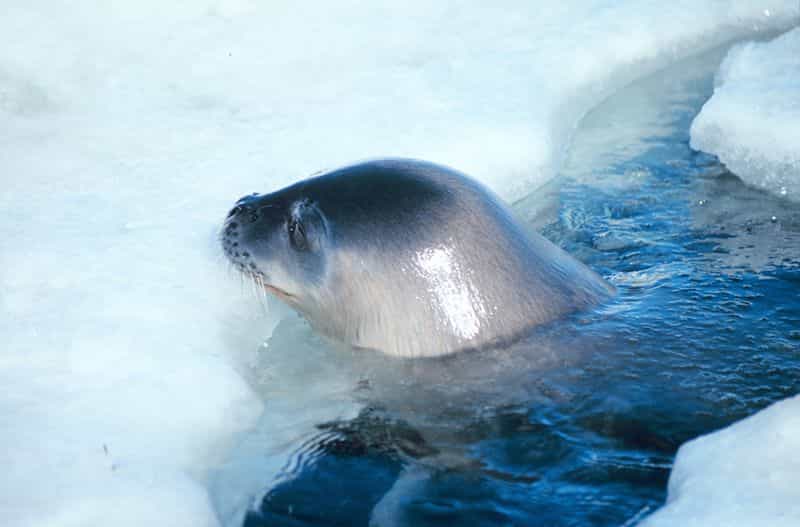 Photo d'un phoque de Weddell. © Guiseppe Zibordi, NOAA, domaine public