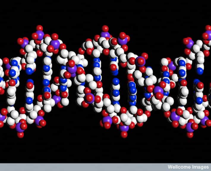 L'ADN ne fait que porter le code génétique. L'épigénétique donne les moyens à la cellule de l'interpréter le mieux possible.&nbsp;© Peter Artymiuk, Wellcome Images, Flickr, cc by nc nd 2.0